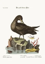 Der große schwarze Sturmvogel, 1749-73